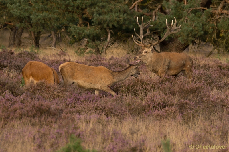 DSC01864.JPG - Park de Hoge Veluwe