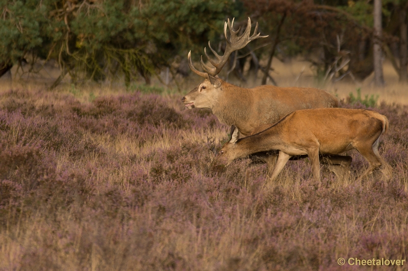 DSC01887.JPG - Park de Hoge Veluwe