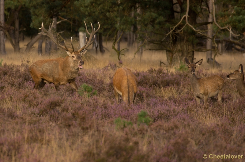 DSC01909.JPG - Park de Hoge Veluwe