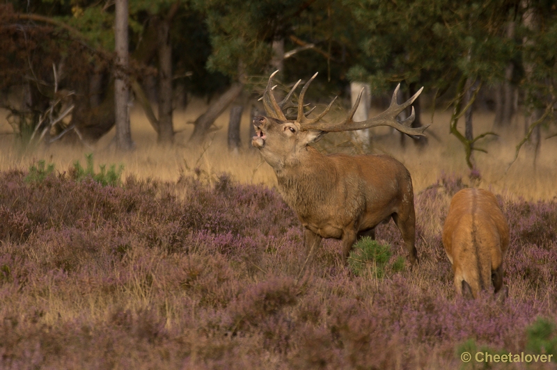 DSC01910.JPG - Park de Hoge Veluwe