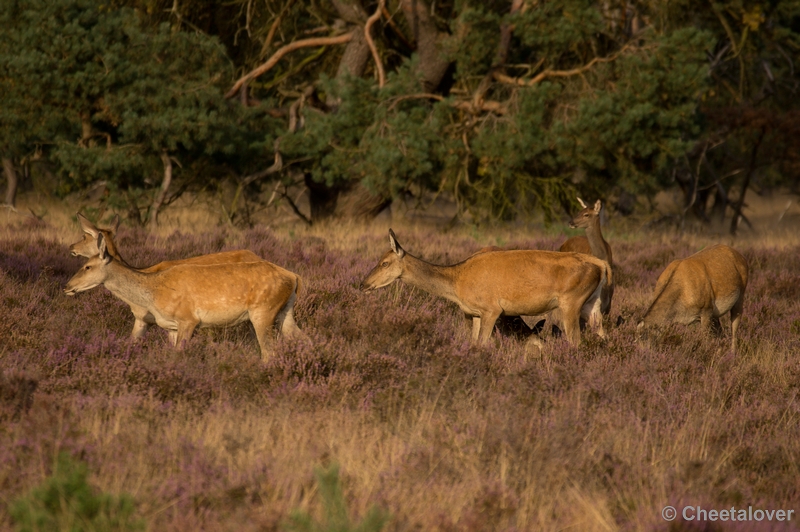 DSC01963.JPG - Park de Hoge Veluwe