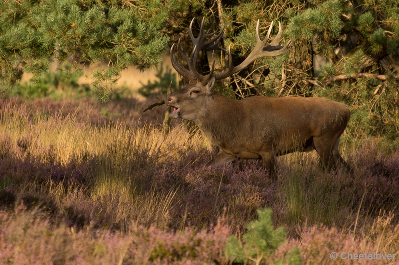 DSC01973.JPG - Park de Hoge Veluwe