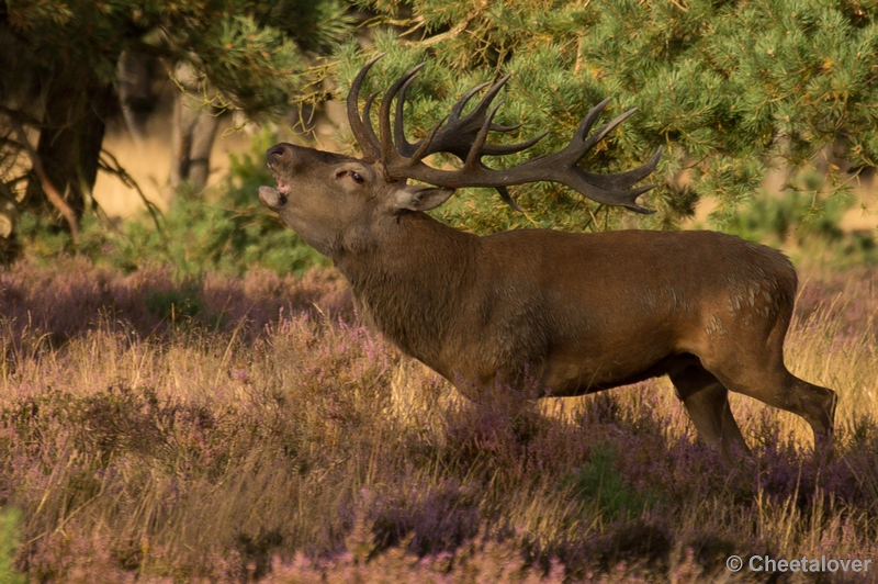 DSC01977.JPG - Park de Hoge Veluwe