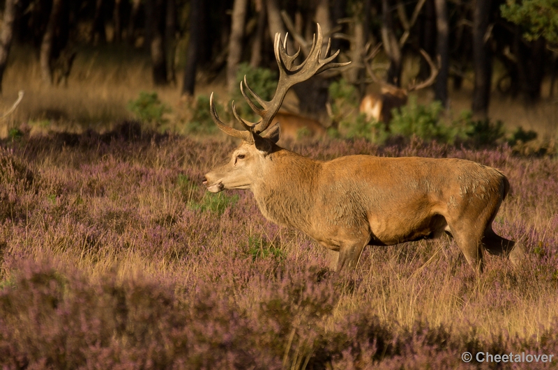 DSC01987.JPG - Park de Hoge Veluwe