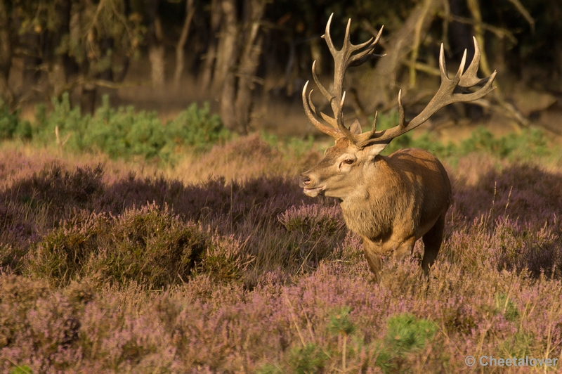 DSC02017.JPG - Park de Hoge Veluwe