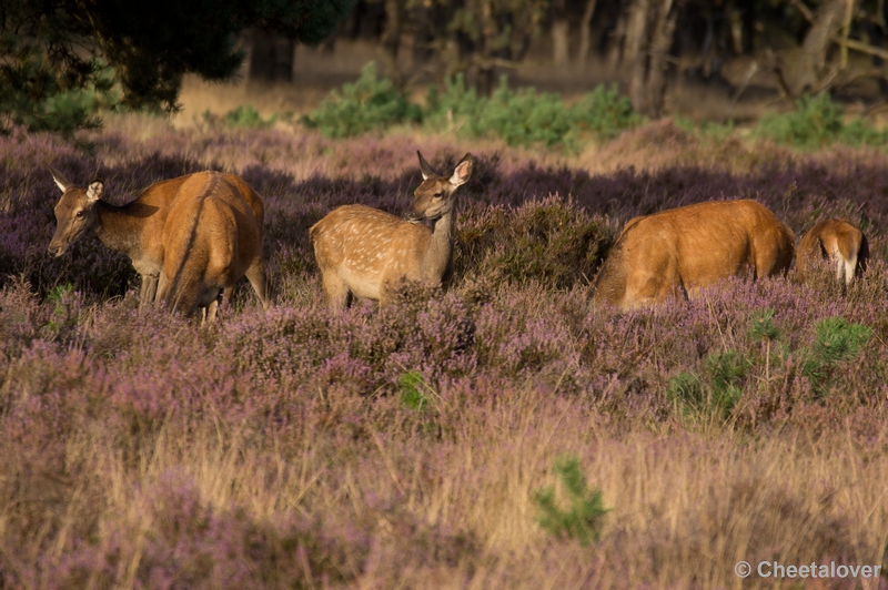 DSC02028.JPG - Park de Hoge Veluwe