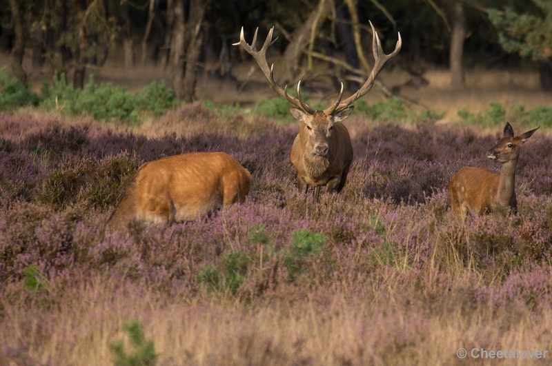 DSC02037.JPG - Park de Hoge Veluwe