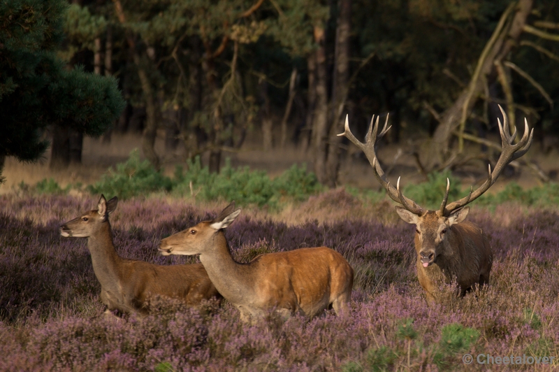 DSC02041.JPG - Park de Hoge Veluwe