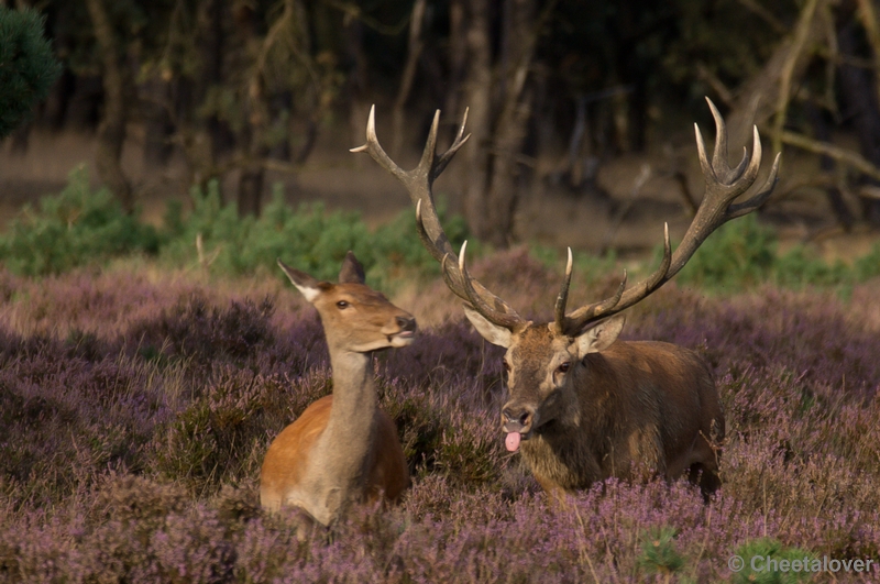 DSC02042.JPG - Park de Hoge Veluwe