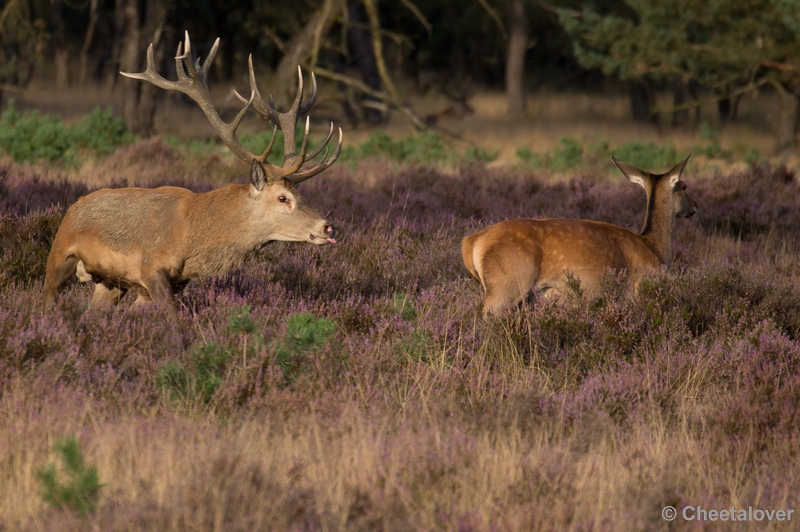 DSC02046.JPG - Park de Hoge Veluwe