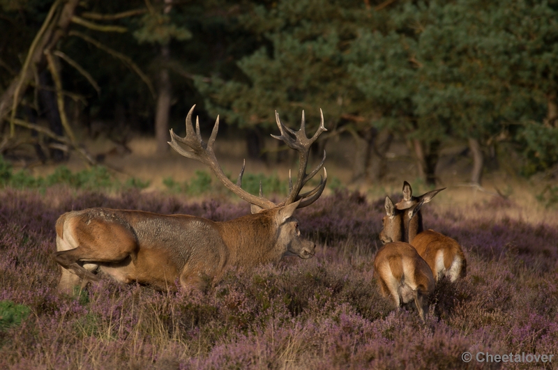 DSC02048.JPG - Park de Hoge Veluwe