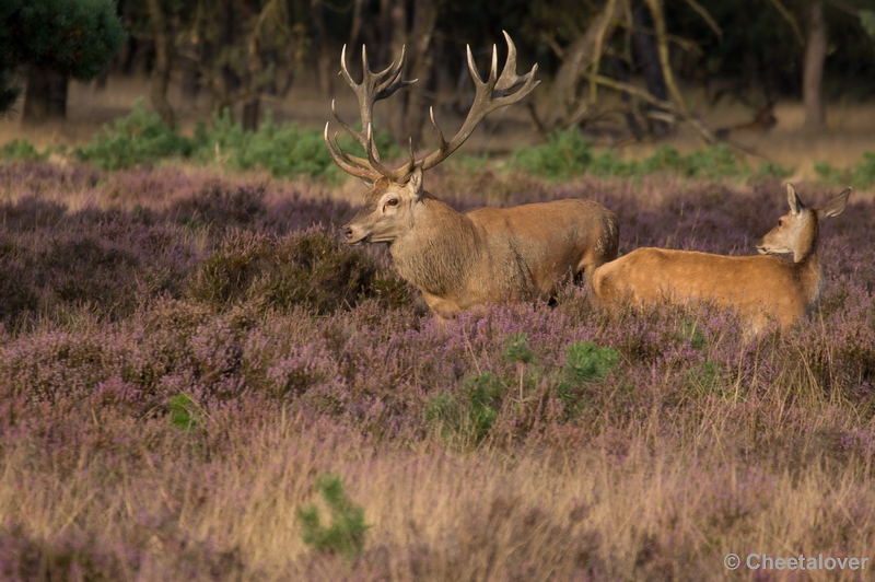 DSC02090.JPG - Park de Hoge Veluwe