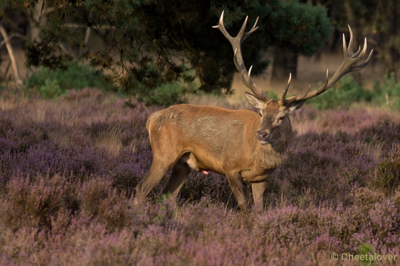 DSC02094.JPG - Park de Hoge Veluwe