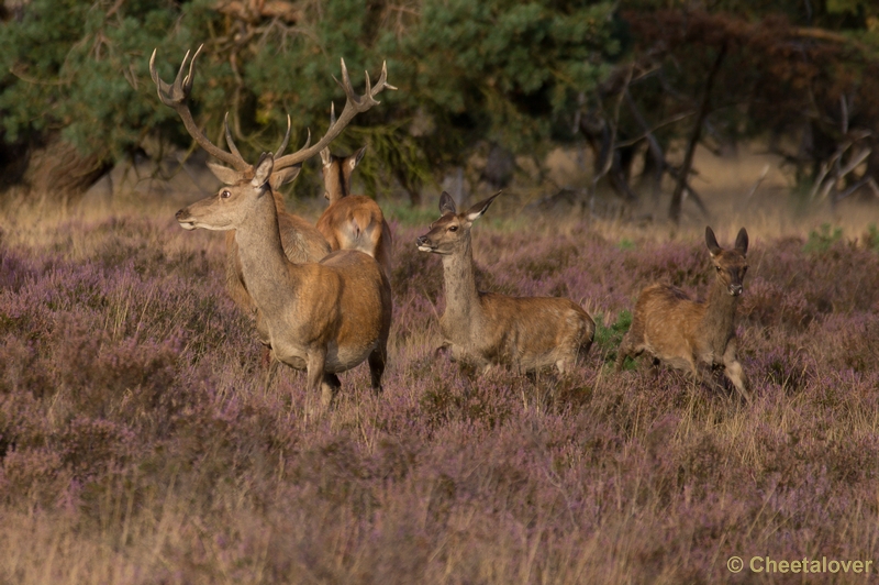 DSC02112.JPG - Park de Hoge Veluwe