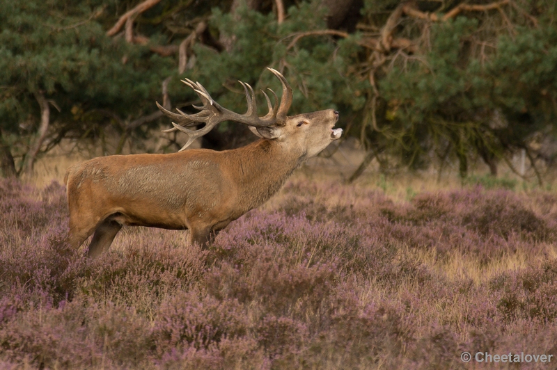 DSC02162.JPG - Park de Hoge Veluwe