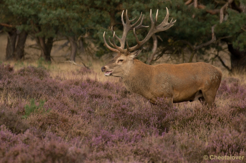 DSC02167.JPG - Park de Hoge Veluwe