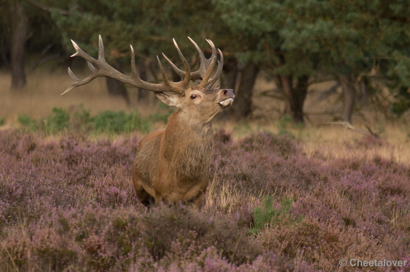 DSC02170.JPG - Park de Hoge Veluwe