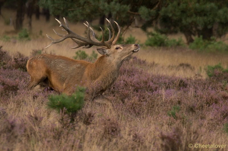 DSC02208.JPG - Park de Hoge Veluwe