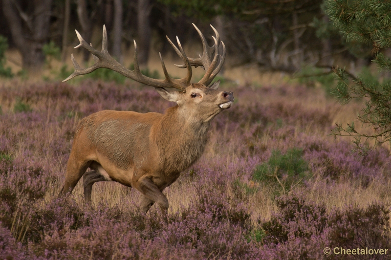 DSC02213.JPG - Park de Hoge Veluwe