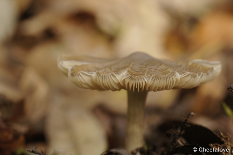 _DSC2972.JPG - Boswachterij Dorst