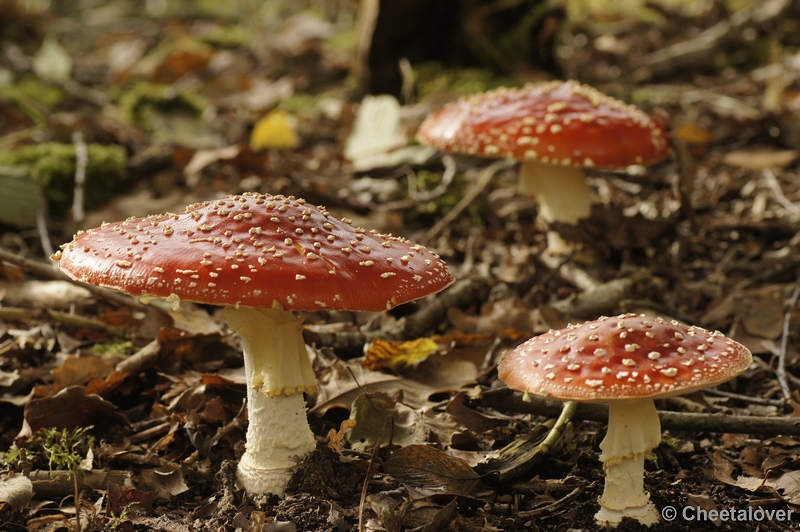 _DSC2992.JPG - Boswachterij Dorst