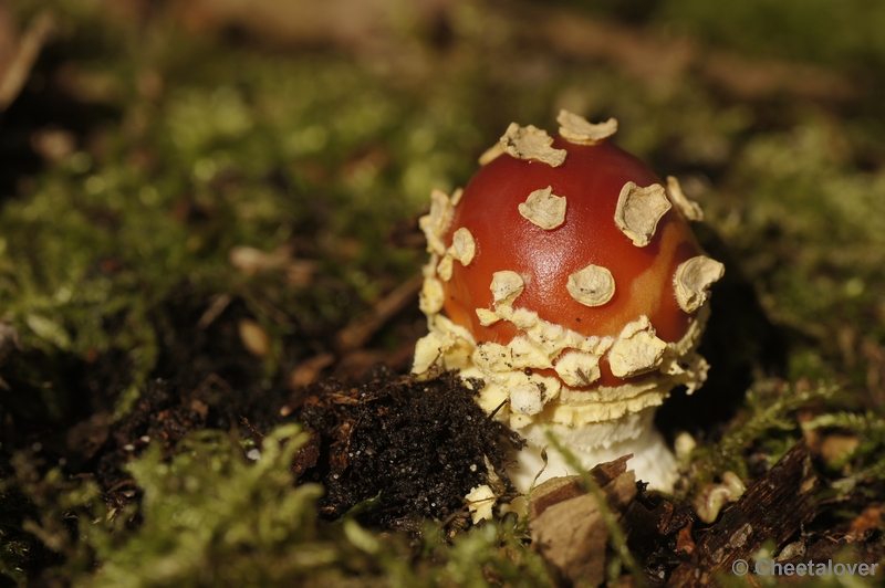 _DSC2995.JPG - Boswachterij Dorst