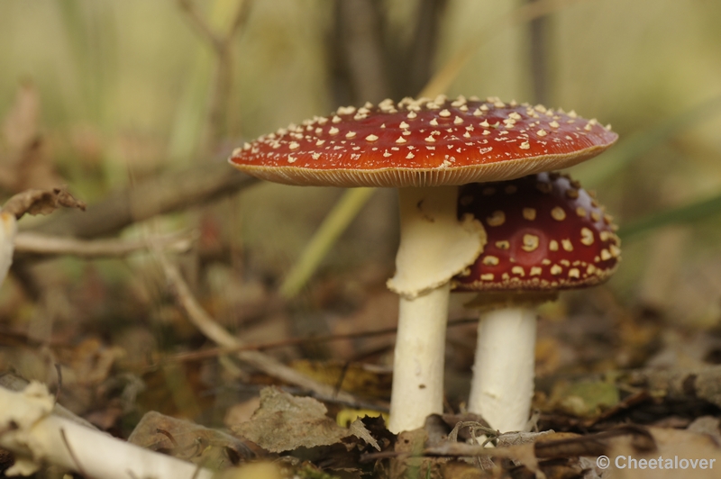 _DSC3017.JPG - Boswachterij Dorst