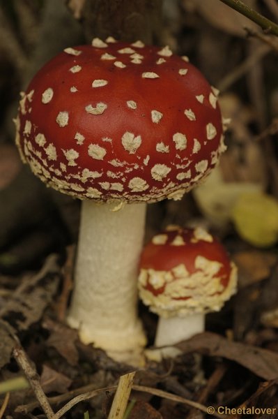 _DSC3018.JPG - Boswachterij Dorst