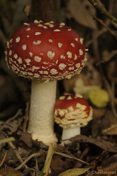 _DSC3025.JPG - Boswachterij Dorst