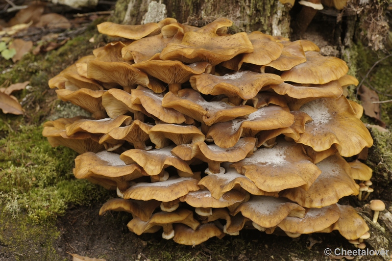 _DSC3071.JPG - Boswachterij Dorst