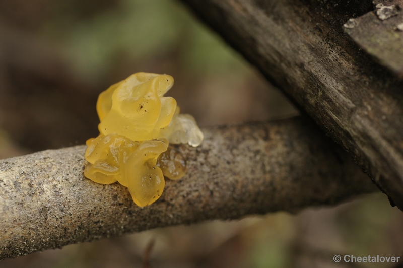 _DSC3086.JPG - Boswachterij Dorst