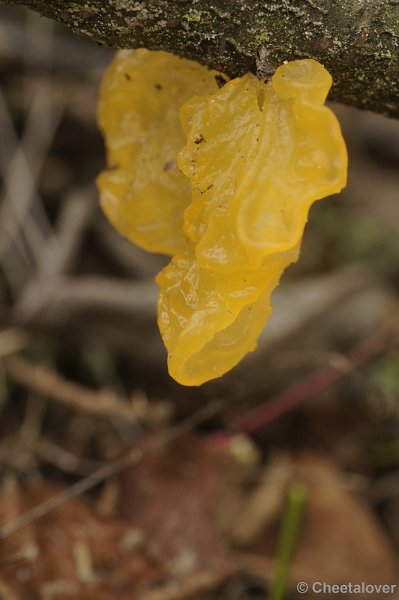 _DSC3089.JPG - Boswachterij Dorst