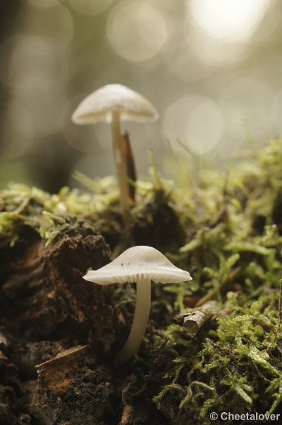 _DSC3093.JPG - Boswachterij Dorst