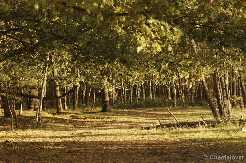 _DSC3128.JPG - Boswachterij Dorst