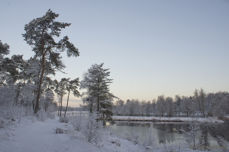 _DSC7316.JPG - Winter in Boswachterij Dorst