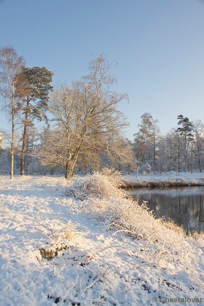 _DSC7351.JPG - Winter in Boswachterij Dorst