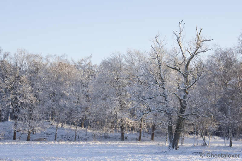 _DSC7379.JPG - Winter in Boswachterij Dorst