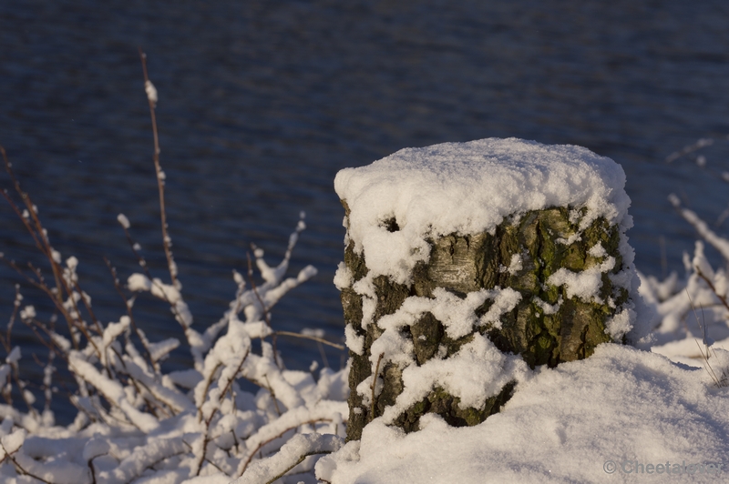 _DSC7394.JPG - Winter in Boswachterij Dorst