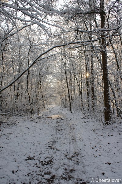 _DSC7417.JPG - Winter in Boswachterij Dorst