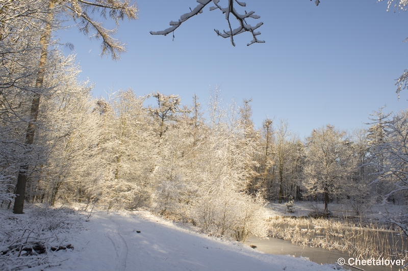 _DSC7432.JPG - Winter in Boswachterij Dorst