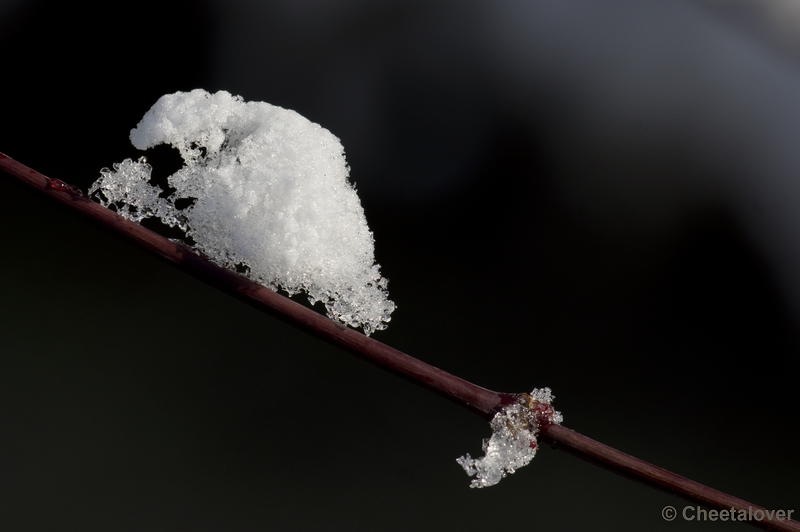 _DSC7455.JPG - Winter in Boswachterij Dorst