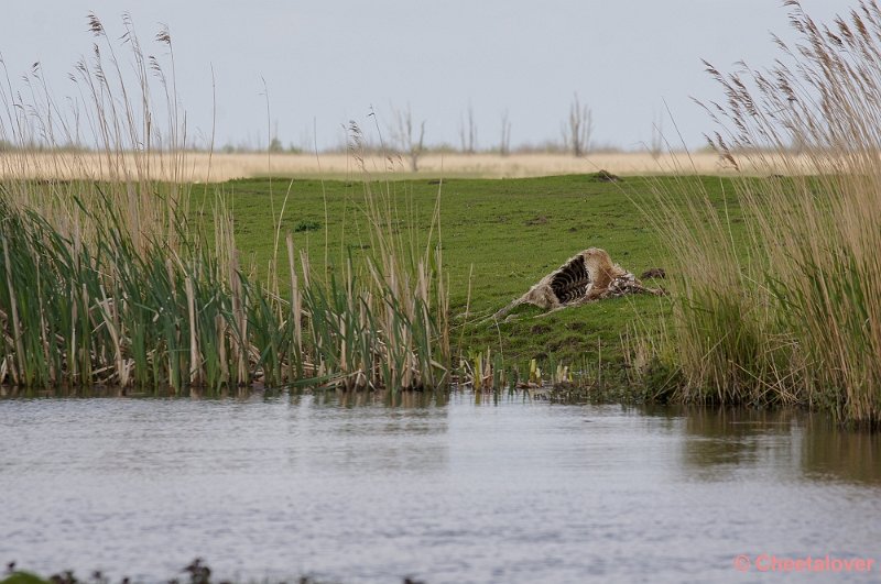 _DSC4278-2.JPG - OostvaardersplassenEn dit ook