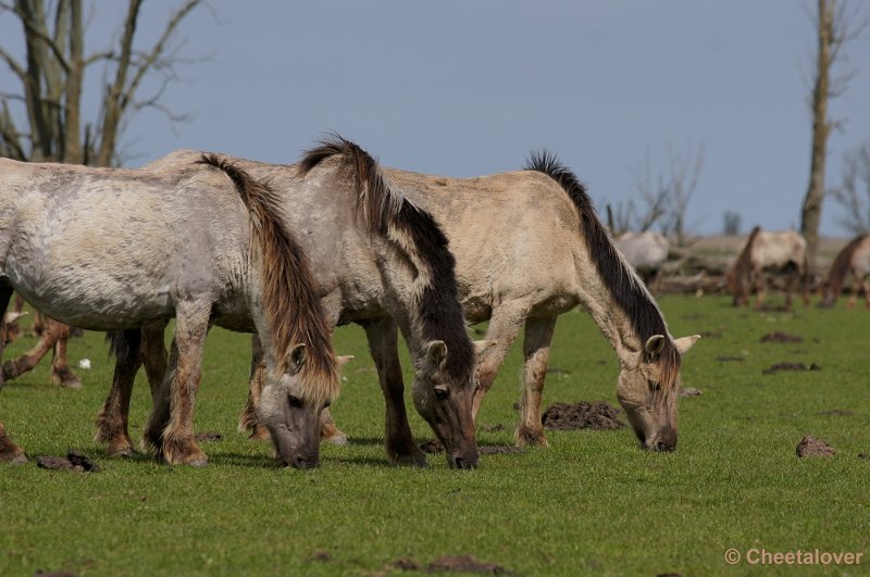 _DSC4320-2.JPG - OostvaardersplassenKonikpaarden