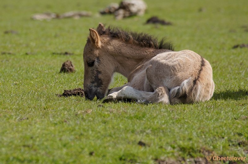 _DSC4326-2.JPG - OostvaardersplassenKonikpaarden