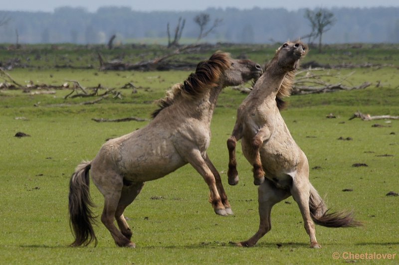 _DSC4354-2.JPG - OostvaardersplassenKonikpaarden