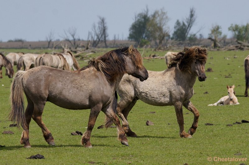 _DSC4423-2.JPG - OostvaardersplassenKonikpaarden