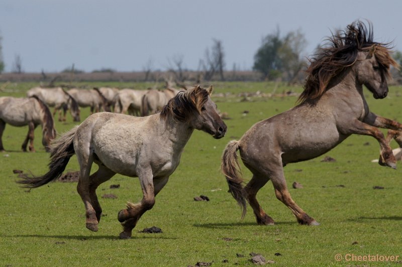 _DSC4425-2.JPG - OostvaardersplassenKonikpaarden