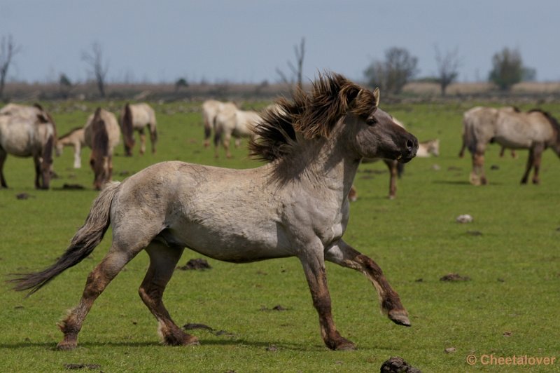 _DSC4428-2.JPG - OostvaardersplassenKonikpaarden