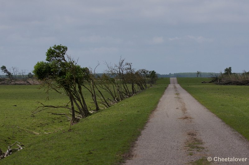 _DSC4467-2.JPG - OostvaardersplassenKonikpaarden