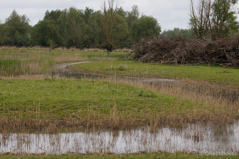 _DSC4679-2.JPG - Oostvaardersplassen